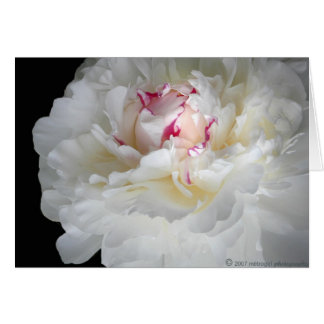 frisson blanc d'hiver