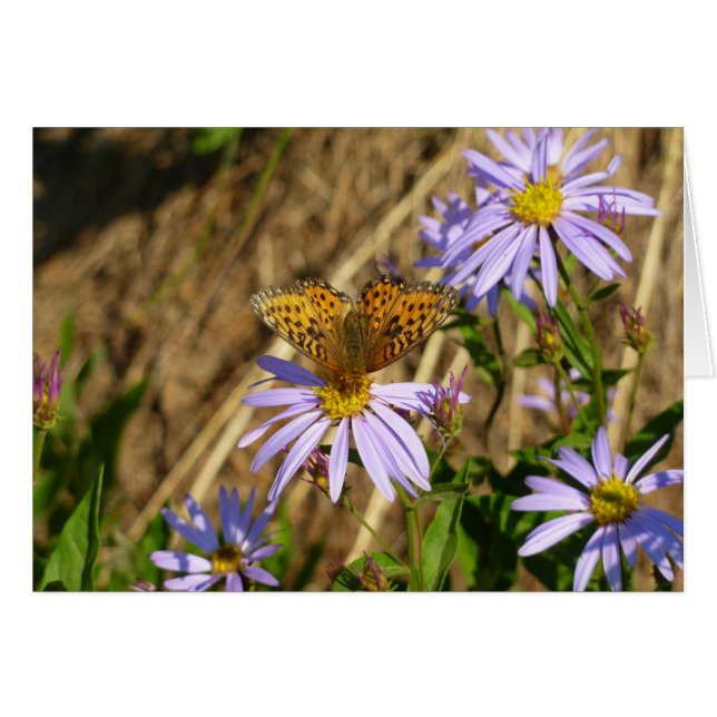 Fritillaire Hydaspe sur fleurs d'aster pourpre (Devant horizontal)