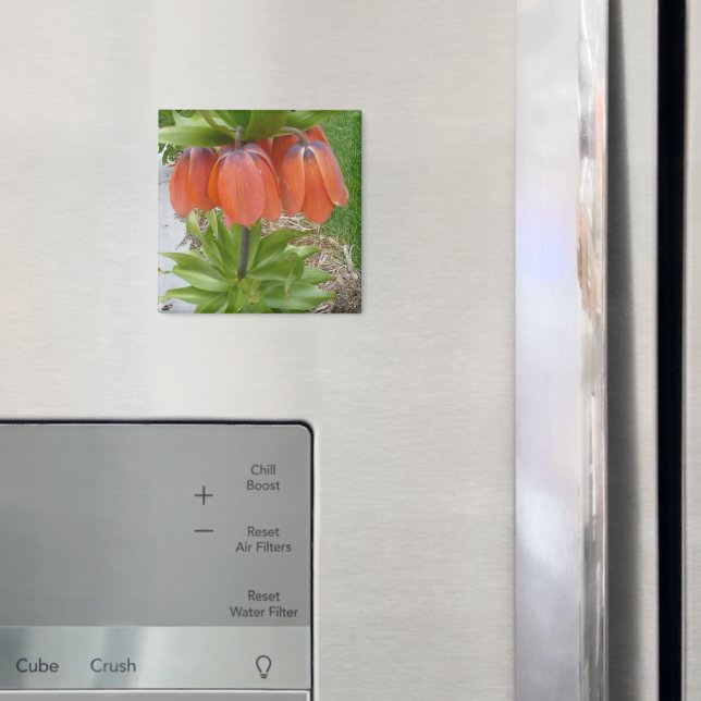 Fritillaria Imperialis Orange Fleurs Magnet (In situ (réfrigérateur))