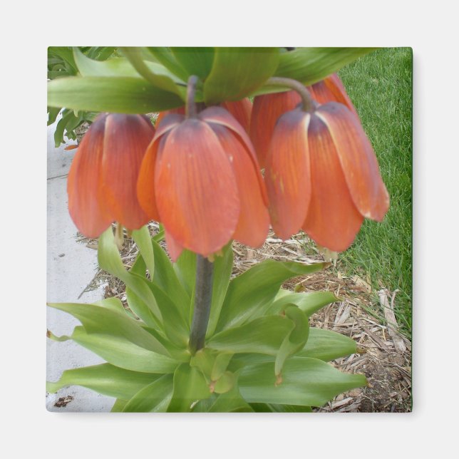 Fritillaria Imperialis Orange Fleurs Magnet (Devant)