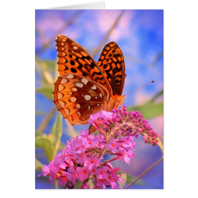 Fritillon sur Bleu - Bright Butterfly (Devant)