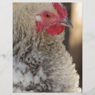 Frizzle Rooster
