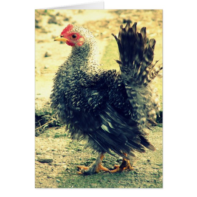 Frizzle Rooster Toutes les occasions Carte de voeu (Devant)