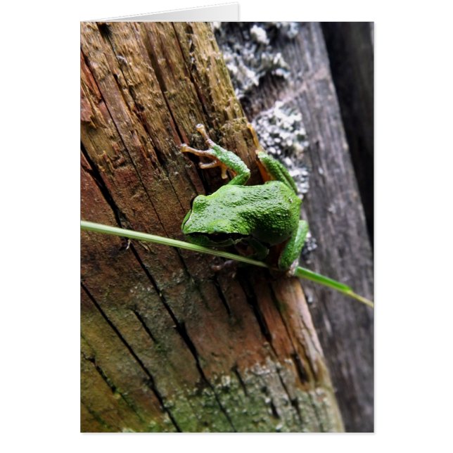 Froggy v (Devant)