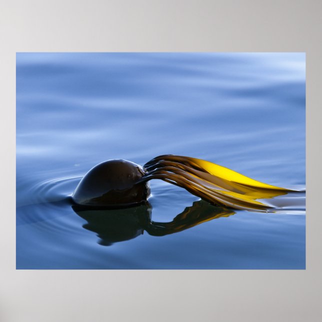 Fronds d'or - Poster (Devant)