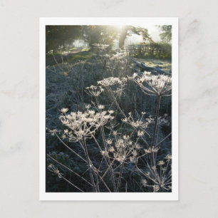 Frosty Morning in Cheshire Carte postale