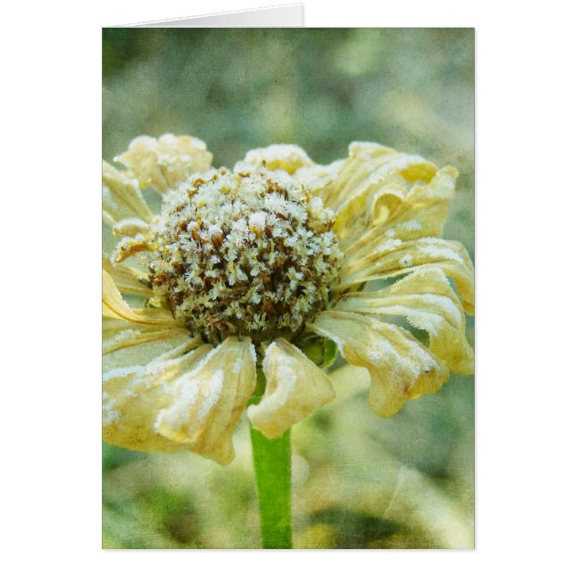 Frosty Zinna (Devant)