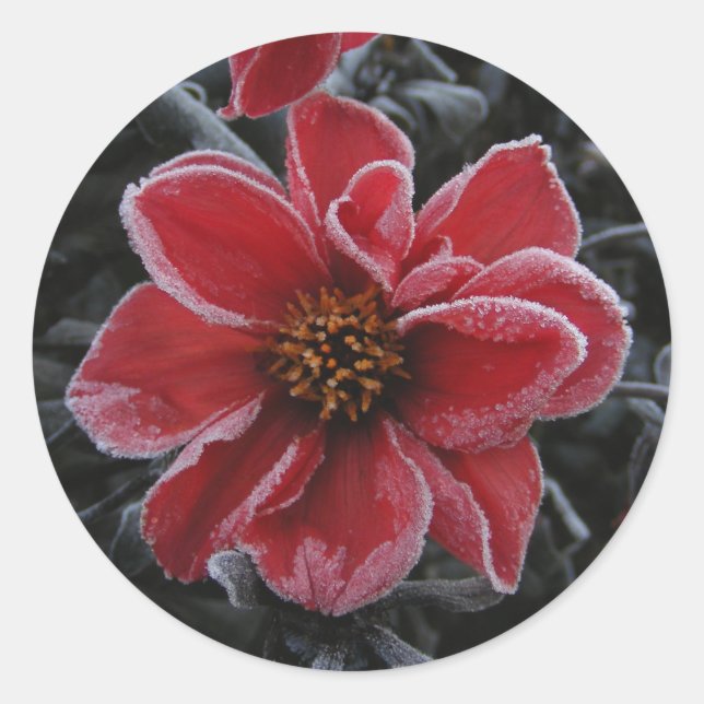 Frozen Dahlia 64 ~ autocollant (Devant)