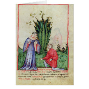 Fruit de mandragore, from Tacuinum Sanitatis
