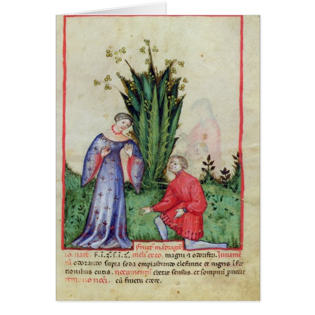 Fruit de mandragore, from Tacuinum Sanitatis (Devant)