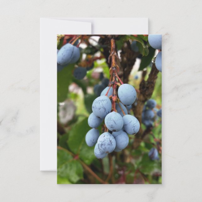 Fruit d'épine noire (Devant)