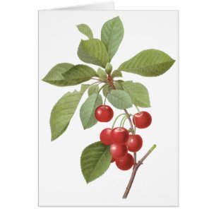 Fruit vintage Cherry Food, Cerises par Redoute