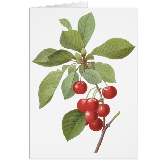 Fruit vintage Cherry Food, Cerises par Redoute (Devant)