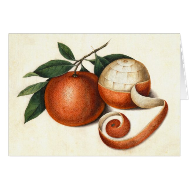 Fruit vintage d'agrumes - Oranges chinoises antiqu (Devant horizontal)