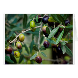 Fruits d'olive qui poussent sur l'arbre