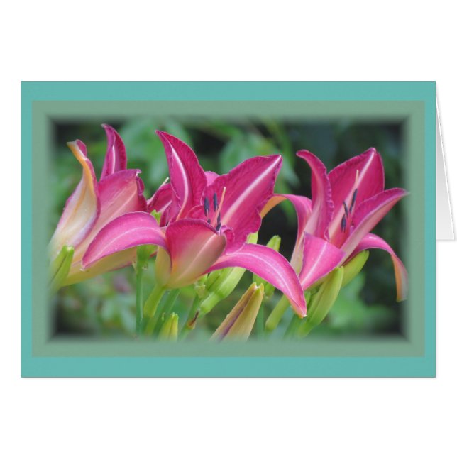 Fuchsia Dreams - Jours (Devant horizontal)