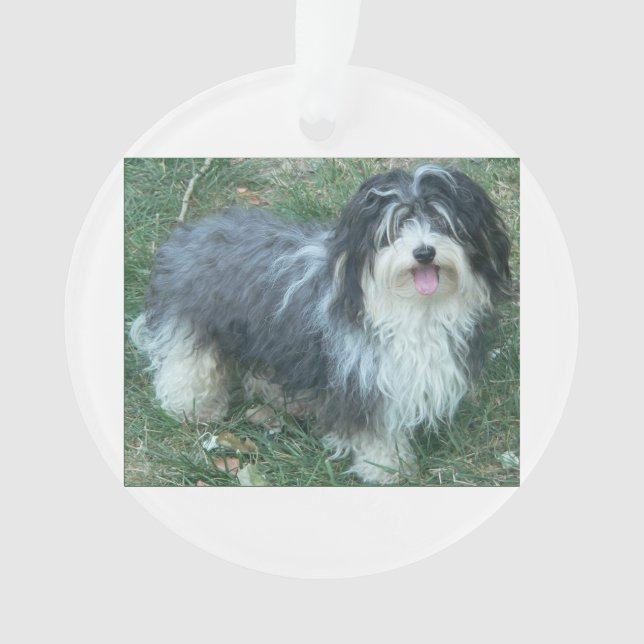full.png havanese (devant)