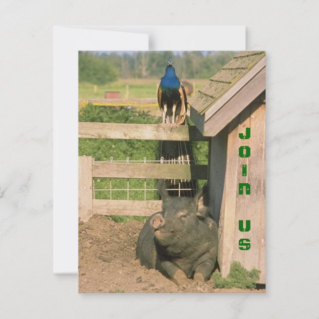 FUN BARNYARD FARM PARIS PEACOCK & HOG INVITATION (Devant)