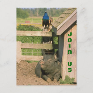 FUN BARNYARD FARM PARIS PEACOCK & HOG INVITATION