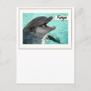 Fungie La Carte Postale Dolphin