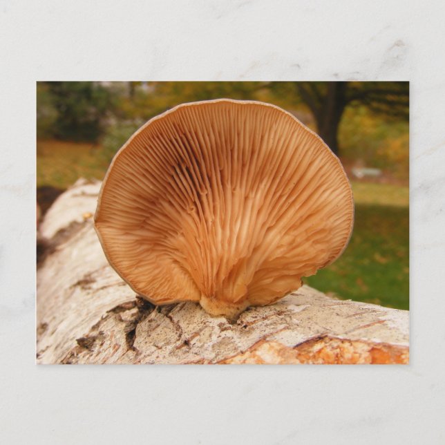 Fungus sur bouleau ~ carte postale (Devant)