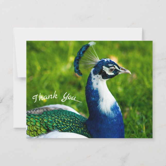 Funky Peacock Flat Carte de remerciements (Devant)
