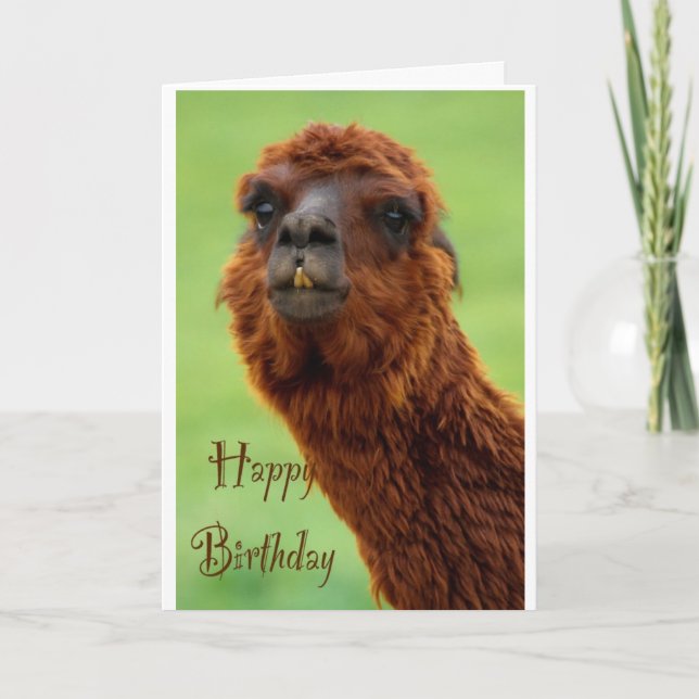 Funny Alpaca carte d'anniversaire (Devant)