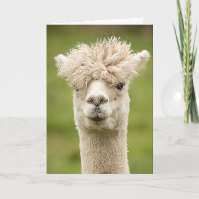Funny Alpaca carte d'anniversaire (Devant)