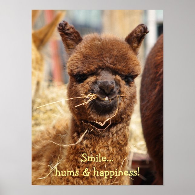 Funny Alpaca Poster (Devant)