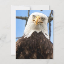 Funny Bald Eagle Visage Faune Photographie Blank