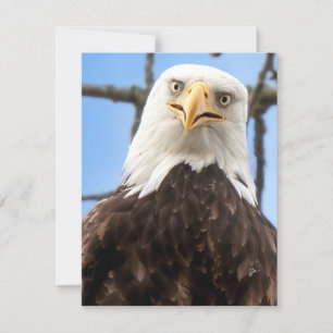 Funny Bald Eagle Visage Faune Photographie Blank