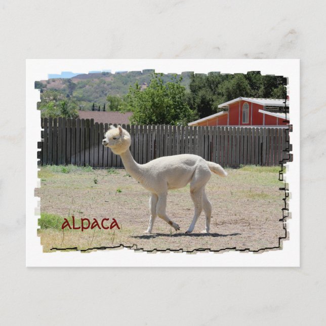 Funny Carte postale Alpaca (Devant)