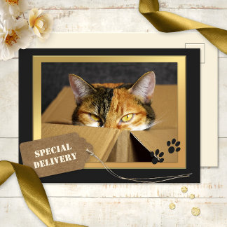 Funny Chat Anniversaire Carte postale