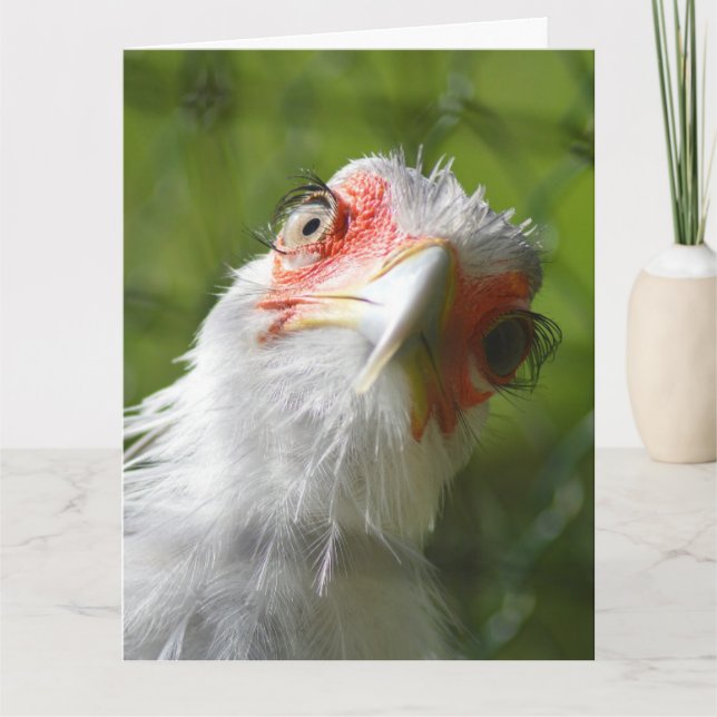 FUNNY CHICKEN ANNIVERSAIRE CARTE DE RECONNAISSANCE (Devant)