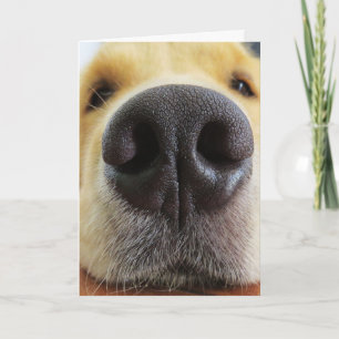 FUNNY CHIEN CARTES D'ANNIVERSAIRE, DOGONE BON!