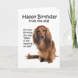 Funny Dachshund Carte d'anniversaire