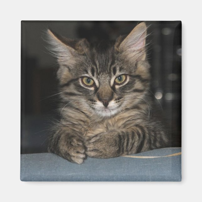 Funny Kitty's "Oh Really ?" Magnet (Devant)