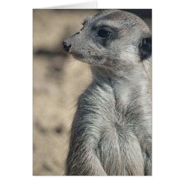 Funny Meerkat (Devant)