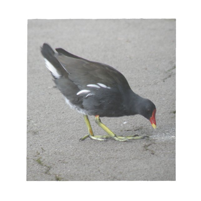 Funny Moorhen Prenez un bloc-notes pour la mâchoir (Devant)