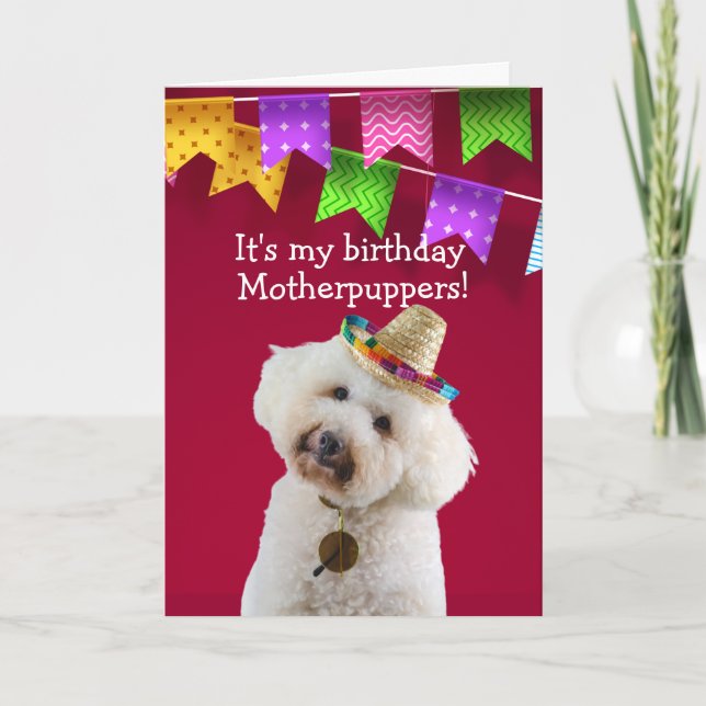 Funny Poodle chien carte d'anniversaire (Devant)