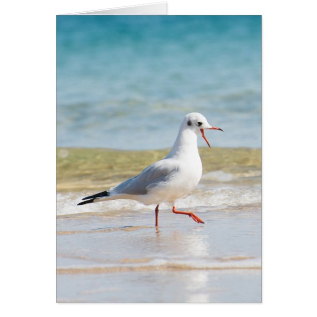 Funny seagull (Devant)