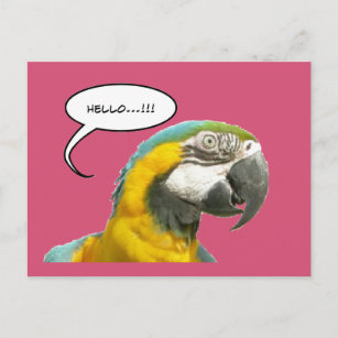 Funny Talking Parrot Hello Carte postale