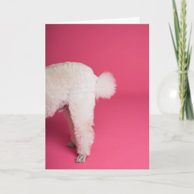 Funny White Poodle Carte d'anniversaire (Devant)