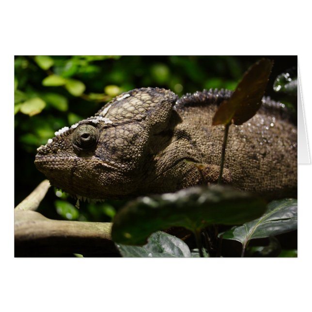 Furcifer oustaleti (Devant horizontal)