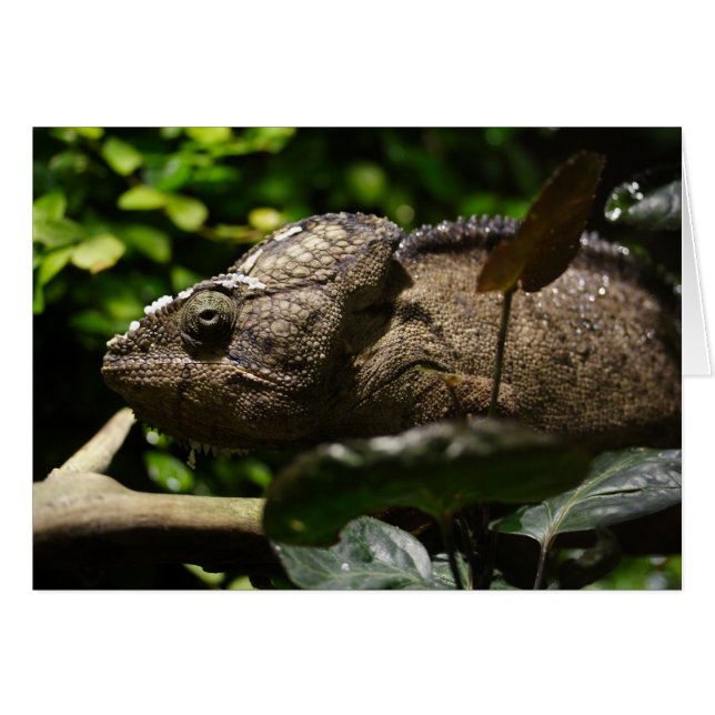 Furcifer oustaleti (Devant Horizontal)