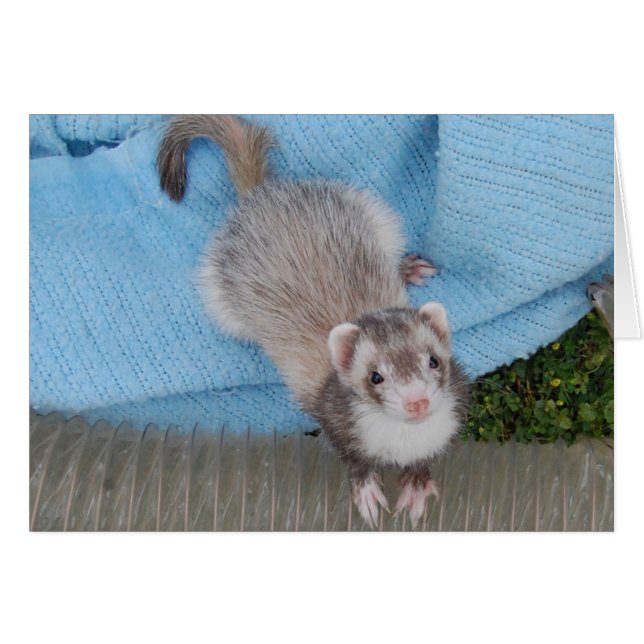 furet (Devant horizontal)
