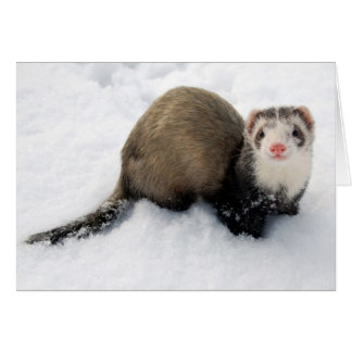 Furet jouant dans la neige