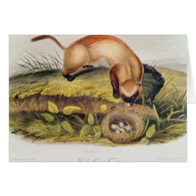 furet Noir-aux pieds (Devant horizontal)