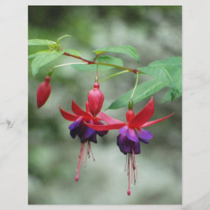Fuschia1A.jpg