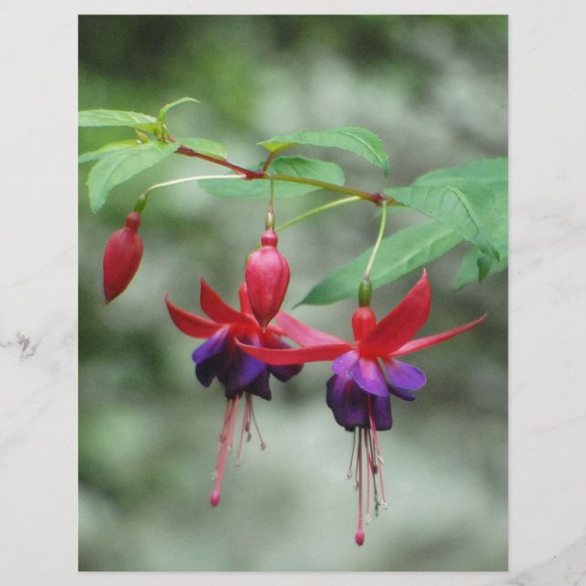 Fuschia1A.jpg (Devant)